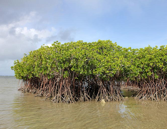 mangrove forest