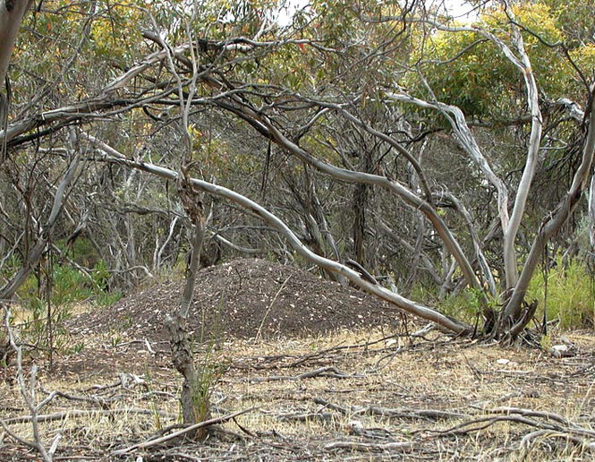 nests of birds_megapod