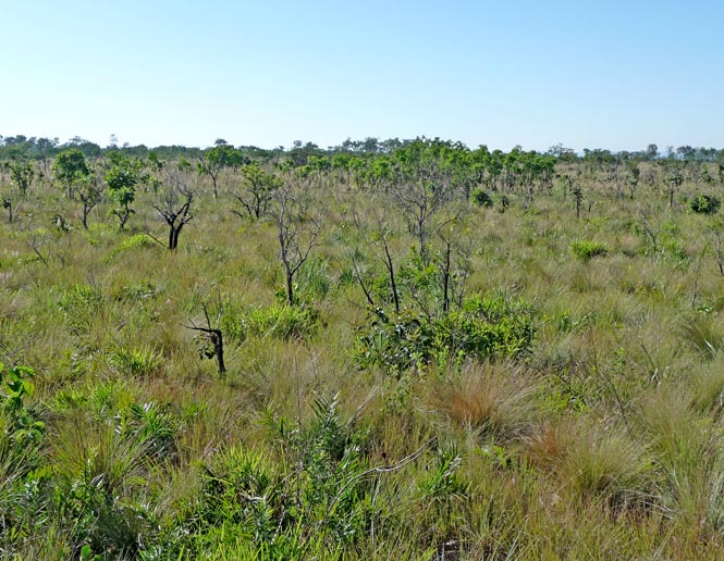 campo grasslands