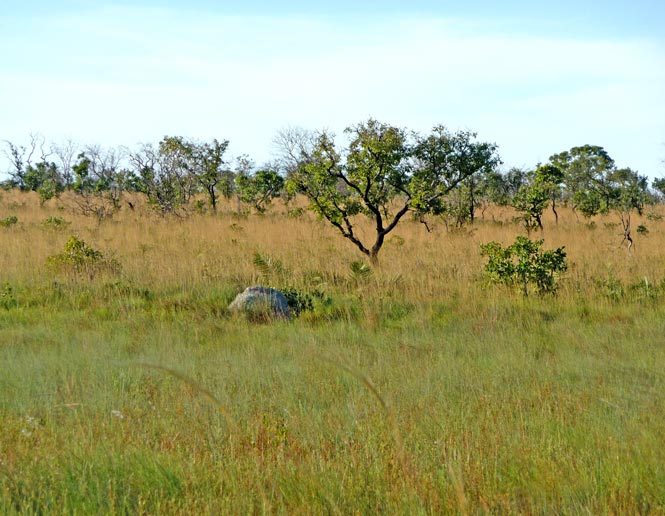 campo grasslands