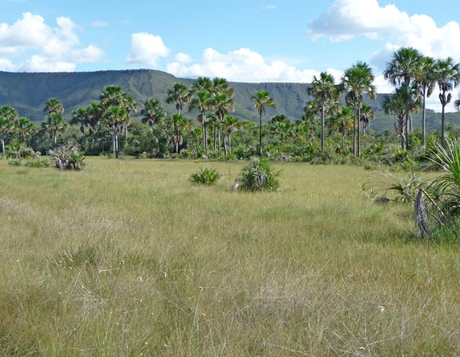 low, seasonally wet grasslands
