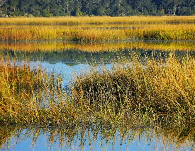 saltwater and brackish marshes