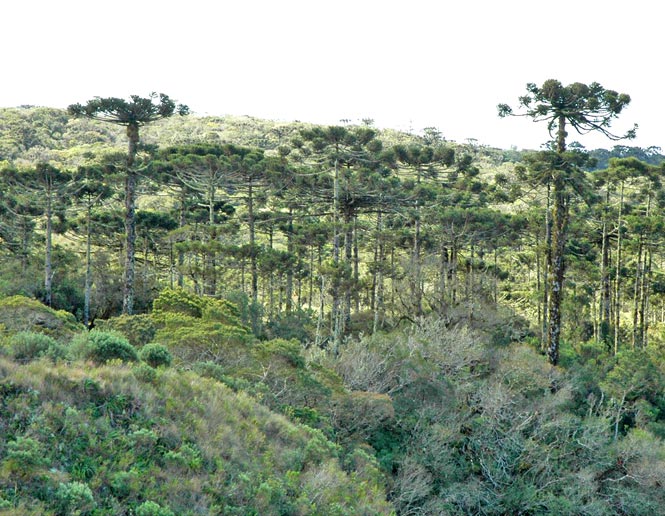 southern-temperate-forest