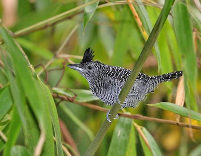 bamboo