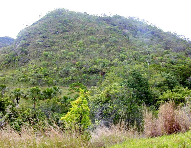 cerrado
