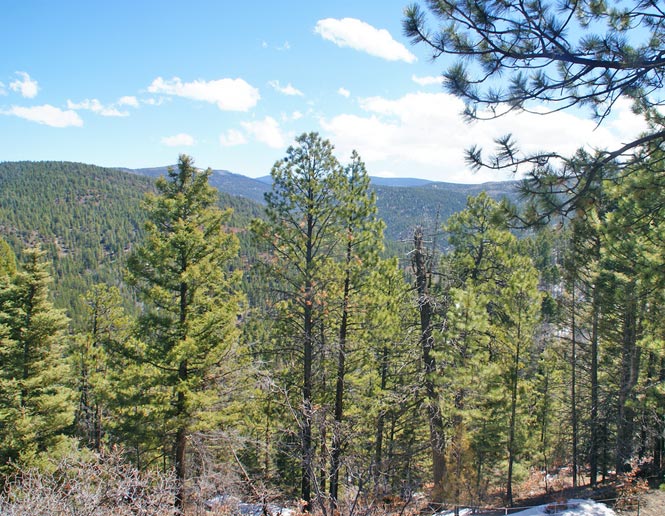 pine forest