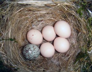nest parasitism in birds