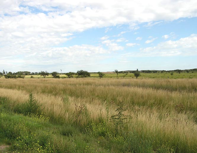 southern temperate grasslands