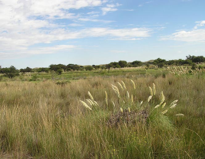 southern temperate grasslands