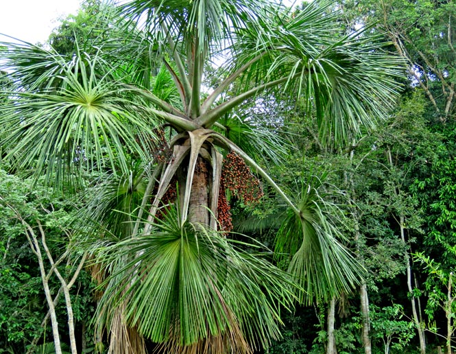 palm forest