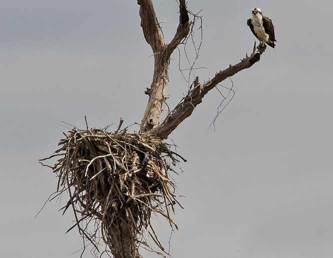 nests of birds_osprey