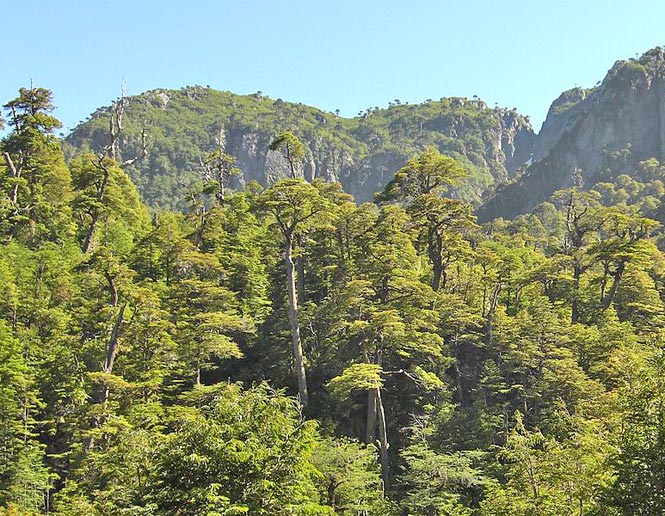 Southern Temperate Forest