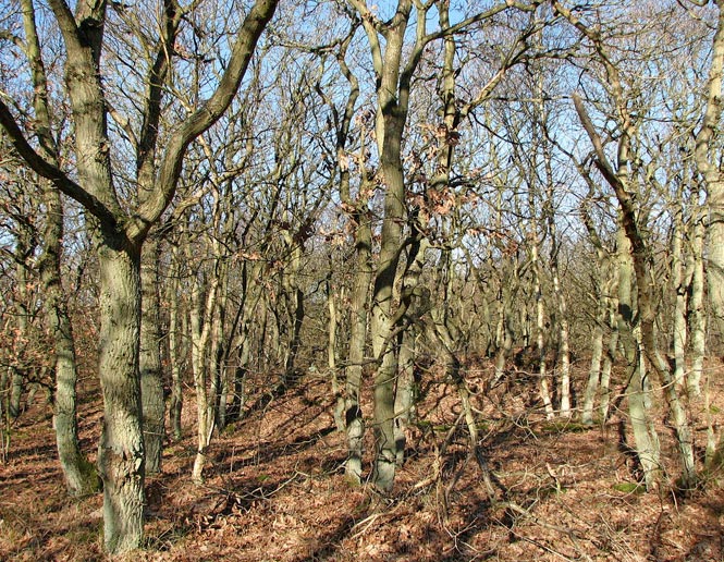 Pine-Oak Forest