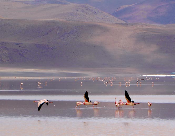 alkaline lakes