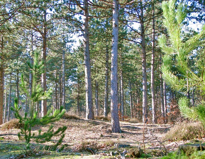 pine forest