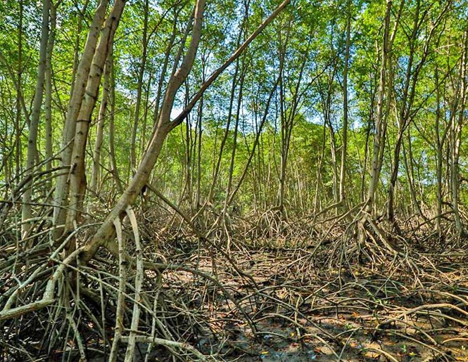 mangrove forest