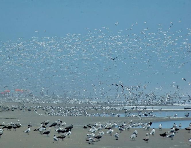 coastal Sand beaches and mudflats