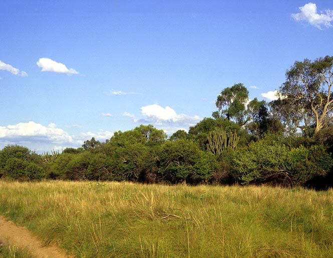 southern temperate grasslands
