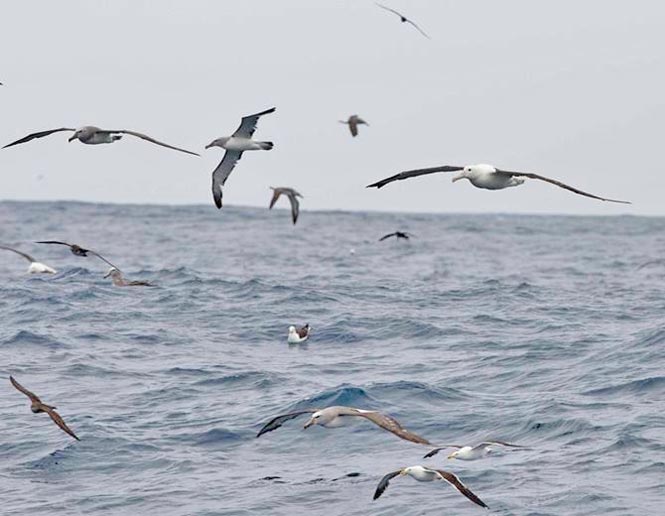 pelagic waters