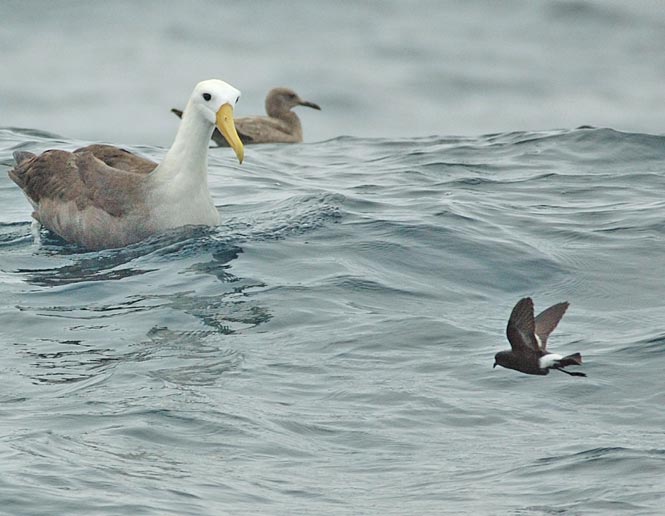 pelagic waters