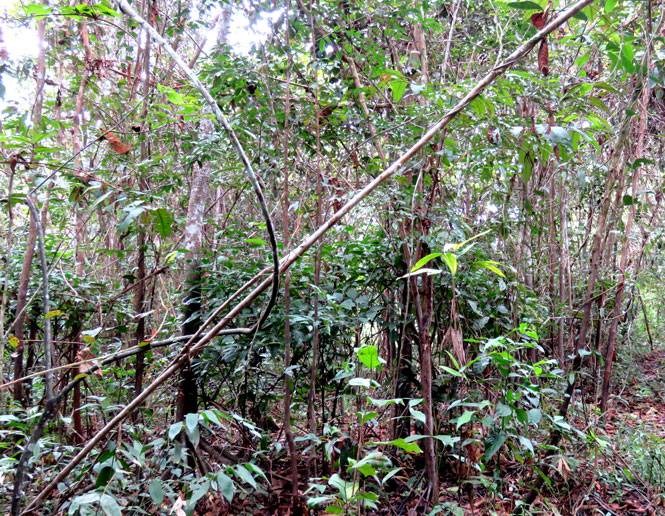 second growth forest and woodlands