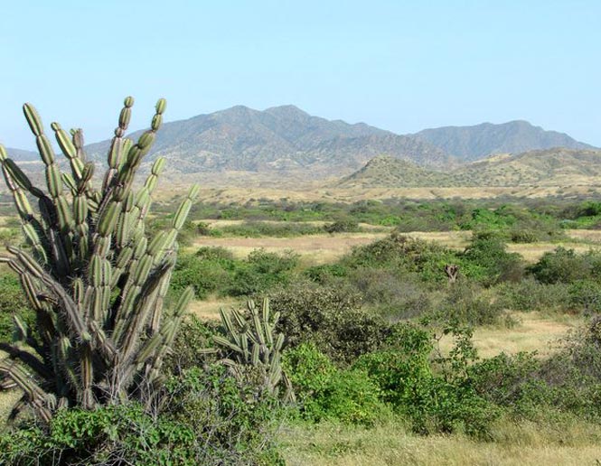 arid lowland scrub