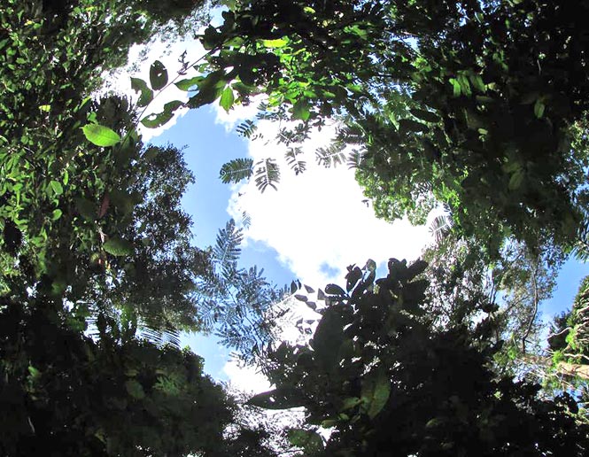 treefalls