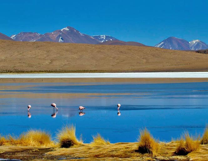 Alkaline Lakes Avian Report