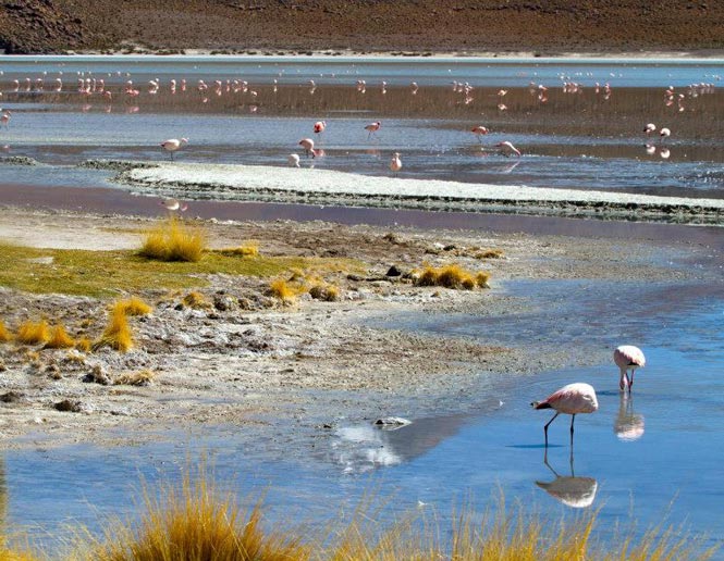 alkaline lake