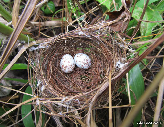 nests of birds_bowl