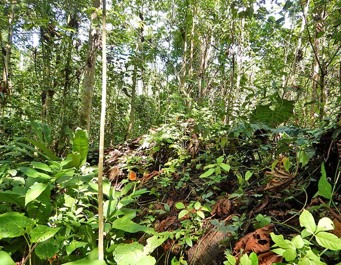 second growth