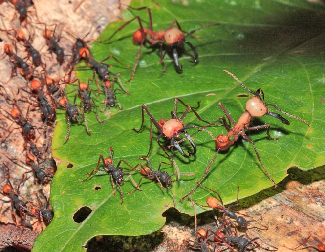 army ants