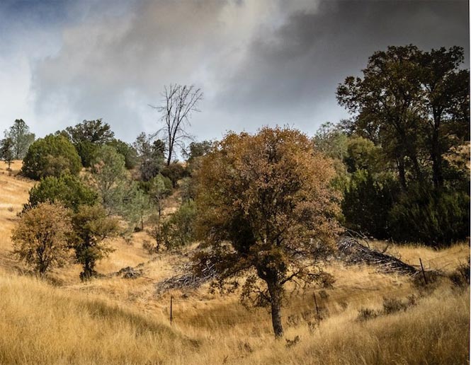 Pine-Oak Forest