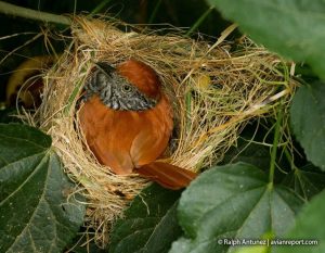bird_reproduction