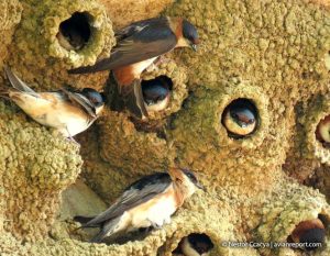 nest of birds