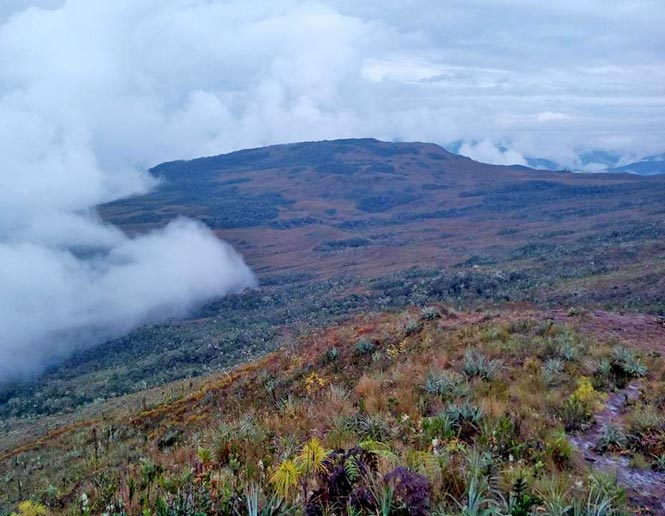 paramo grasslands