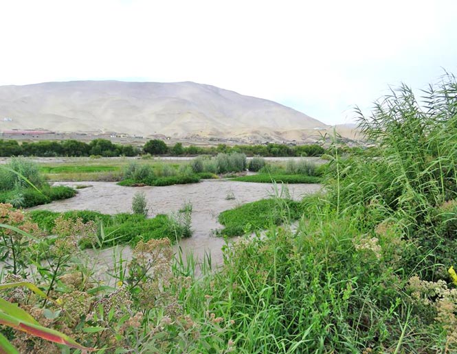 riparian thickets