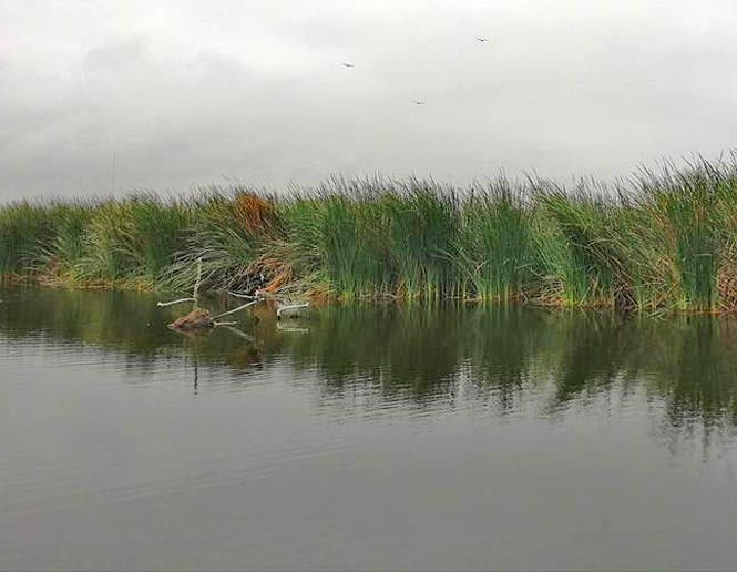 freshwater lakes and ponds