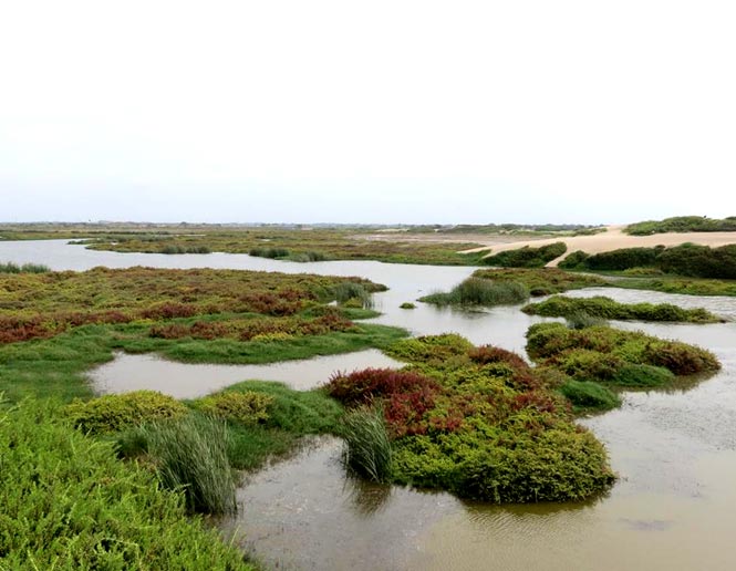 saltwater and brackish marshes