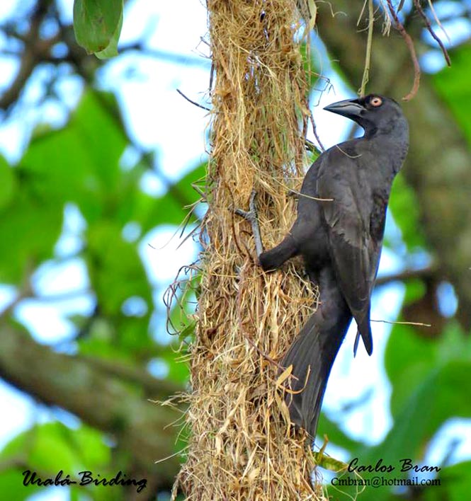 cowbird-nest parasitism in birds