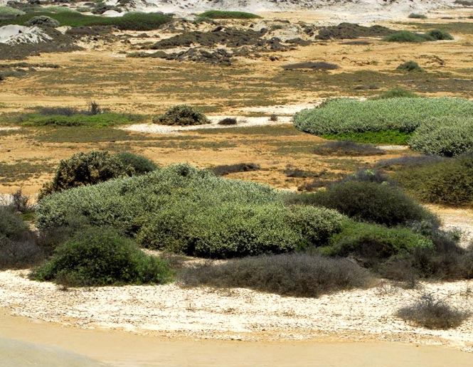 arid lowland scrub