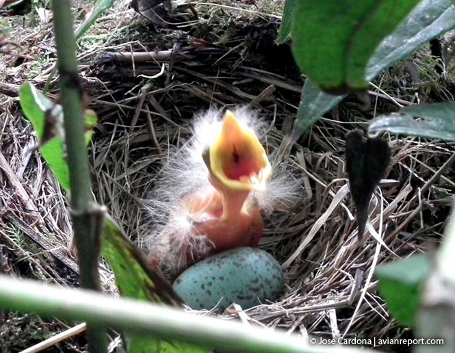 Bird Reproduction Avian Report