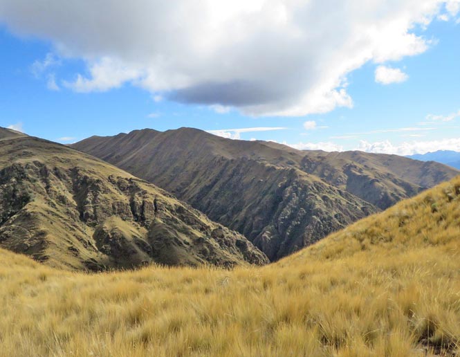 puna grasslands