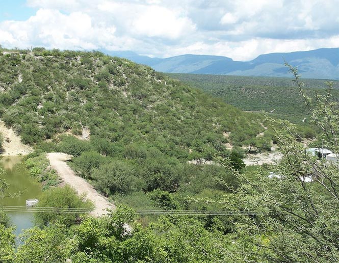 northern temperate grasslands