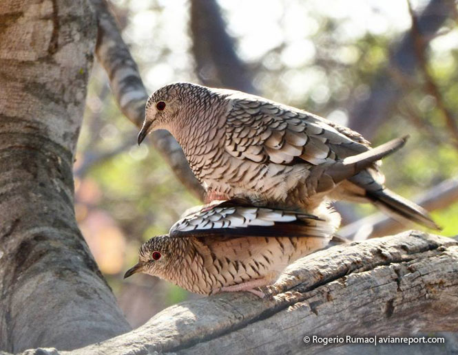 mating_bird_reproduction