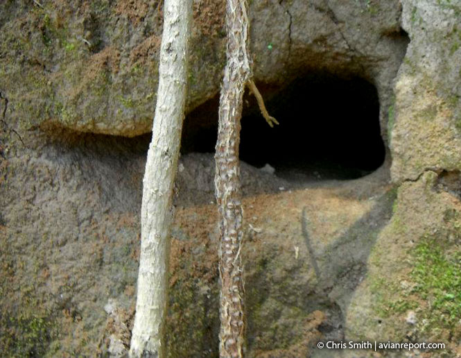 nests of birds_burrow