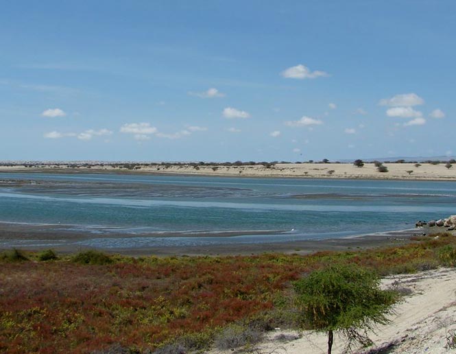 saltwater and brackish marshes