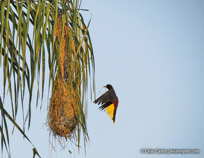 nests of birds_nest hanging