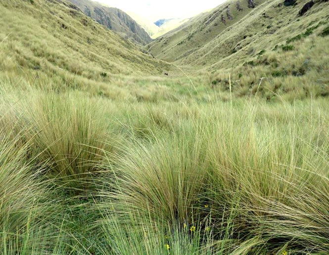 puna grasslands