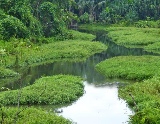 freshwater marshes
